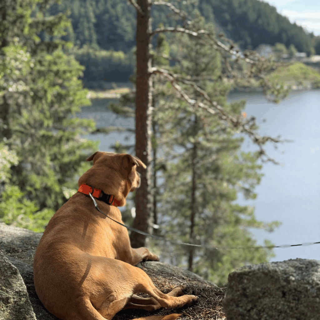 chien rando prune chien rando prune